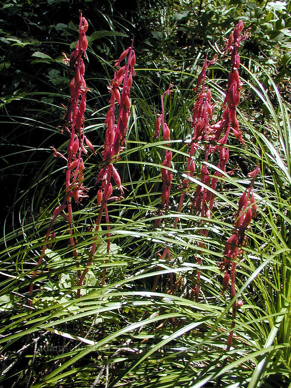 coralroot (Corallorhiza sp.) [Cathedral Ridge, Mt. Hood Wilderness, Hood River County, Oregon]
