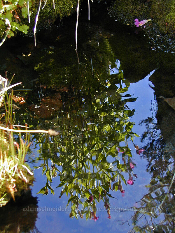 monkeyflower, reflected (Erythranthe lewisii (Mimulus lewisii)) [Head of McGee Creek, Mt. Hood Wilderness, Hood River County, Oregon]