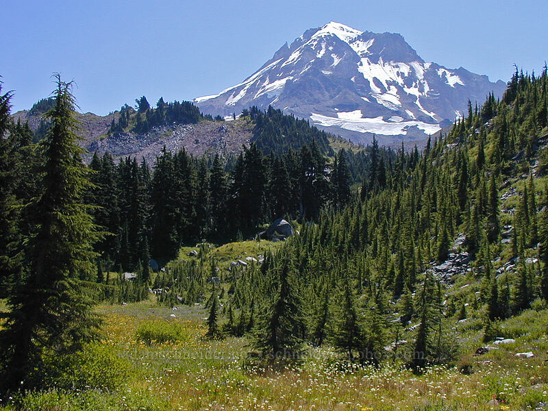 meadow & Mount Hood [Cairn Basin, Mt. Hood Wilderness, Hood River County, Oregon]