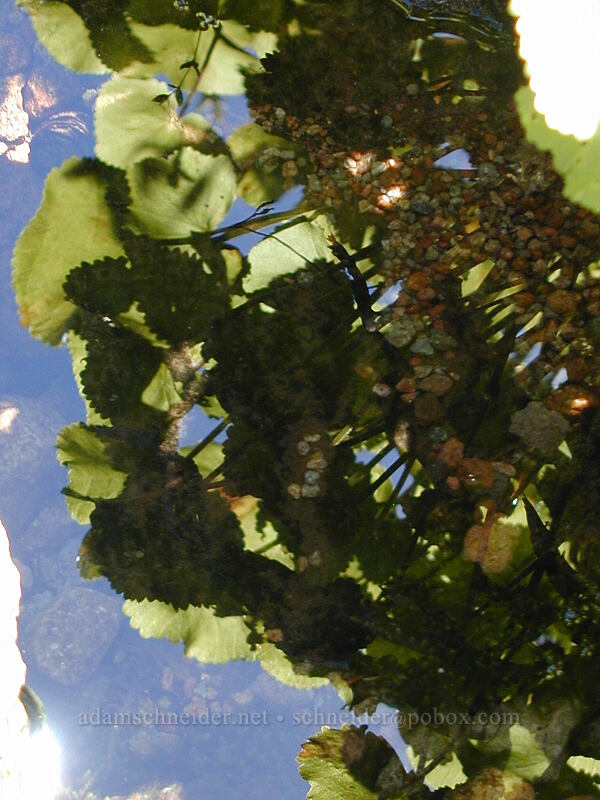 marsh-marigold leaves, reflected (Caltha biflora (Caltha leptosepala var. biflora)) [north of Eden Park, Mt. Hood Wilderness, Hood River County, Oregon]