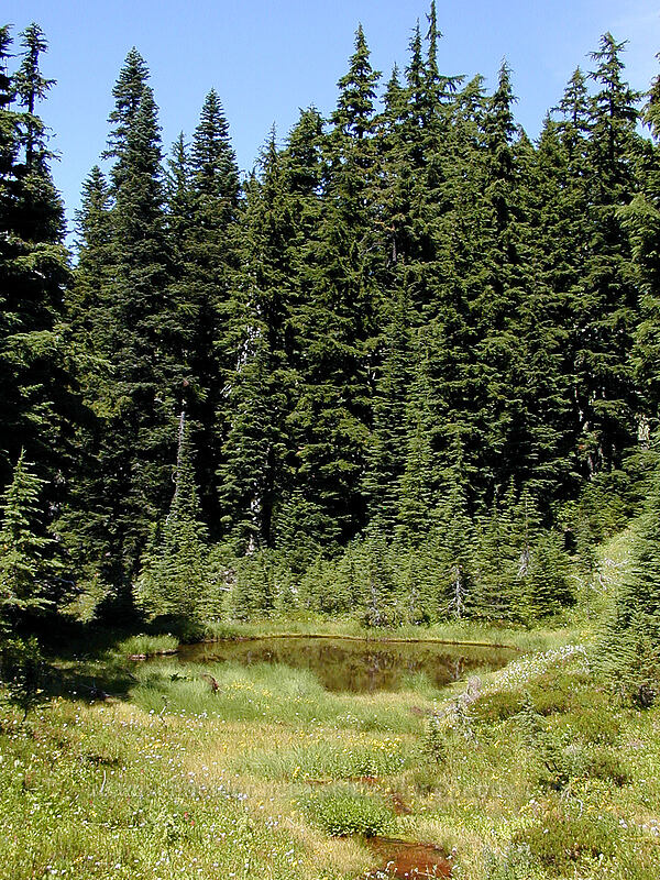 small pond [Eden Park, Mt. Hood Wilderness, Hood River County, Oregon]