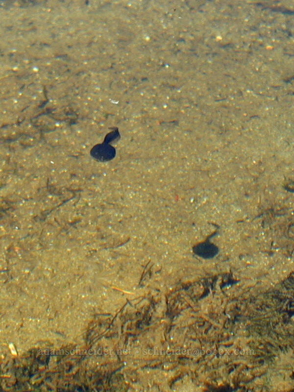 tadpole & its shadow (Rana cascadae) [Eden Park, Mt. Hood Wilderness, Hood River County, Oregon]