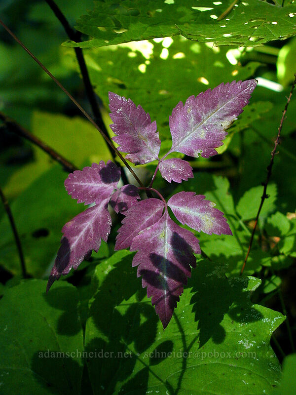 purple leaves [Elk Meadows Trail, Mt. Hood Wilderness, Hood River County, Oregon]