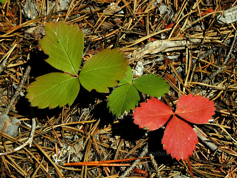 strawberry leaves (Fragaria sp.) [Elk Meadows Trail, Mt. Hood Wilderness, Hood River County, Oregon]
