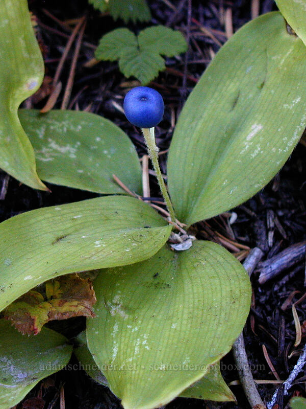 bead lily (Queen's cup) berry (Clintonia uniflora) [Elk Meadows Trail, Mt. Hood Wilderness, Hood River County, Oregon]
