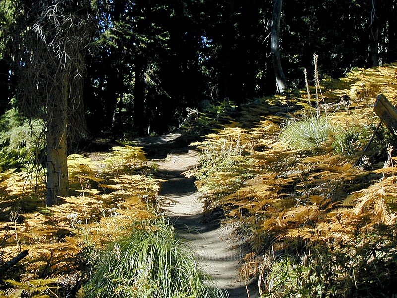 fern grove [Elk Meadows Trail, Mt. Hood Wilderness, Hood River County, Oregon]