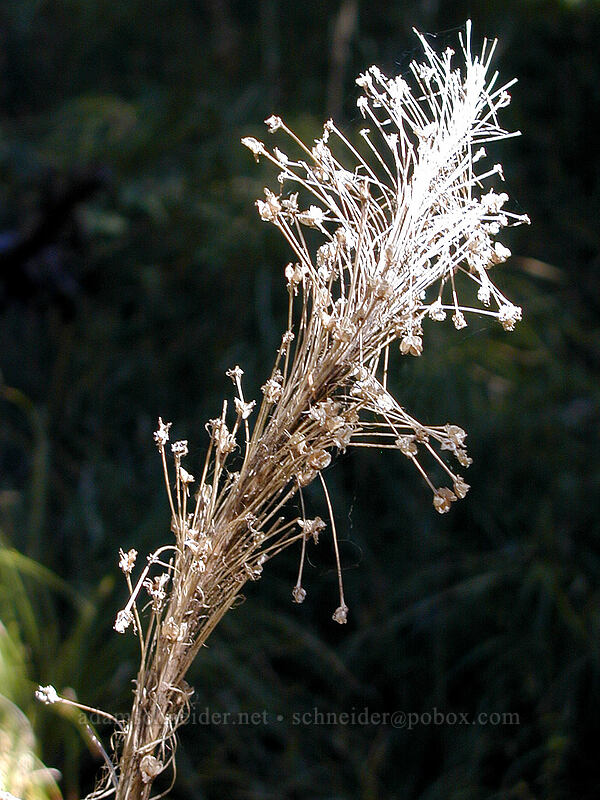 dried beargrass plume (Xerophyllum tenax) [Elk Meadows Trail, Mt. Hood Wilderness, Hood River County, Oregon]