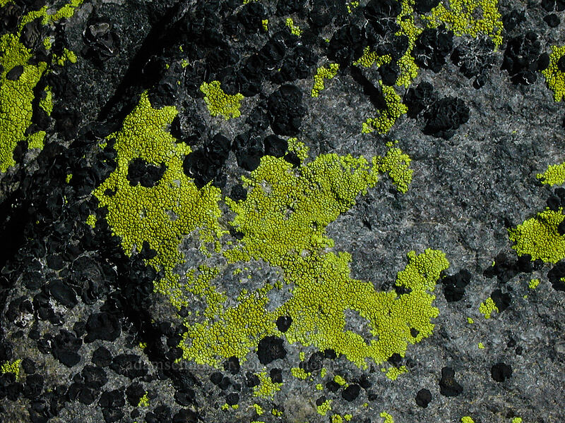Lichen [Gnarl Ridge, Mt. Hood Wilderness, Hood River County, Oregon]