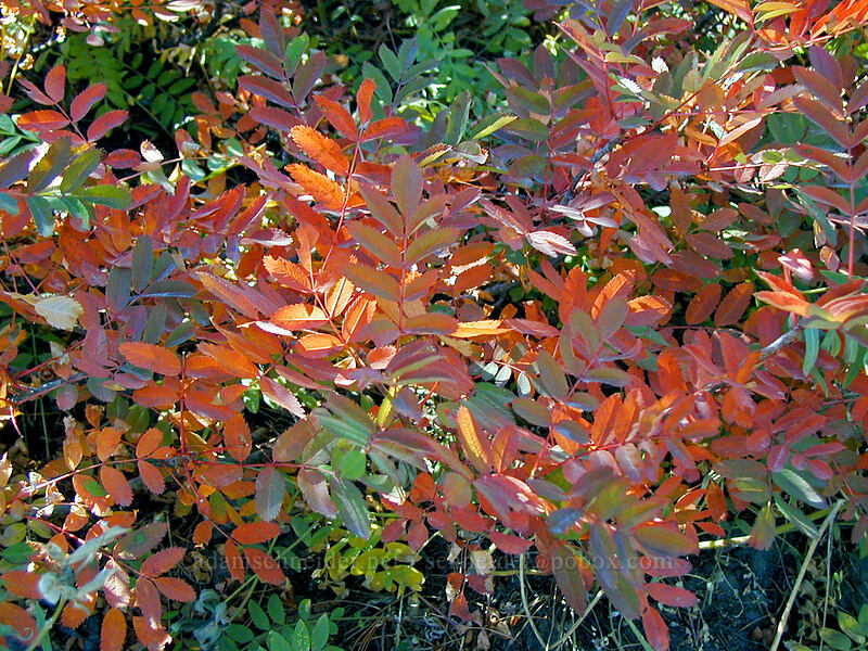 mountain-ash leaves (Sorbus scopulina) [Gnarl Ridge, Mt. Hood Wilderness, Hood River County, Oregon]