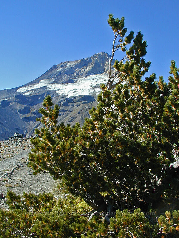 white-bark pine & Mount Hood (Pinus albicaulis) [Gnarl Ridge, Mt. Hood Wilderness, Hood River County, Oregon]