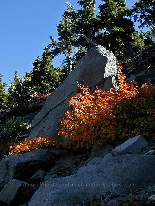 boulder and mountain-ash (Sorbus sp.) [Gnarl Ridge Shelter, Mt. Hood Wilderness, Hood River County, Oregon]