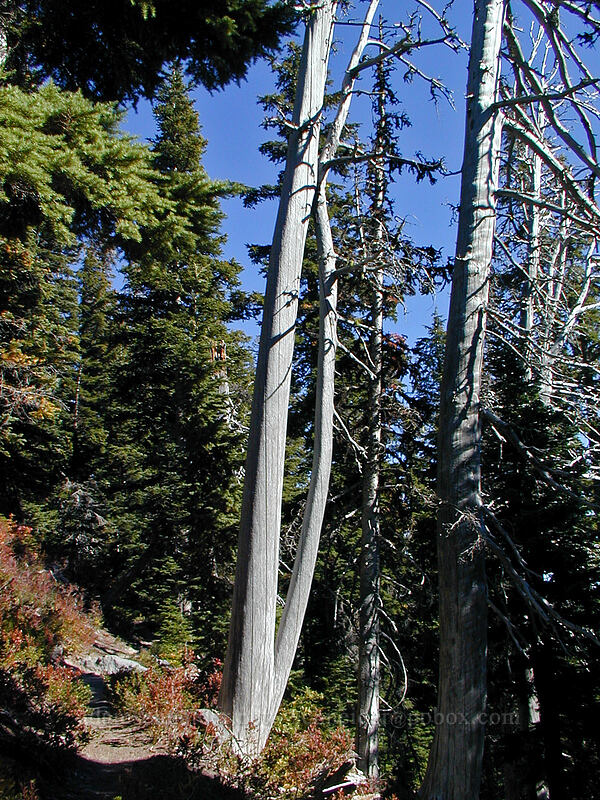 dead fir that looks like arm bones [Timberline Trail, Mt. Hood Wilderness, Hood River County, Oregon]