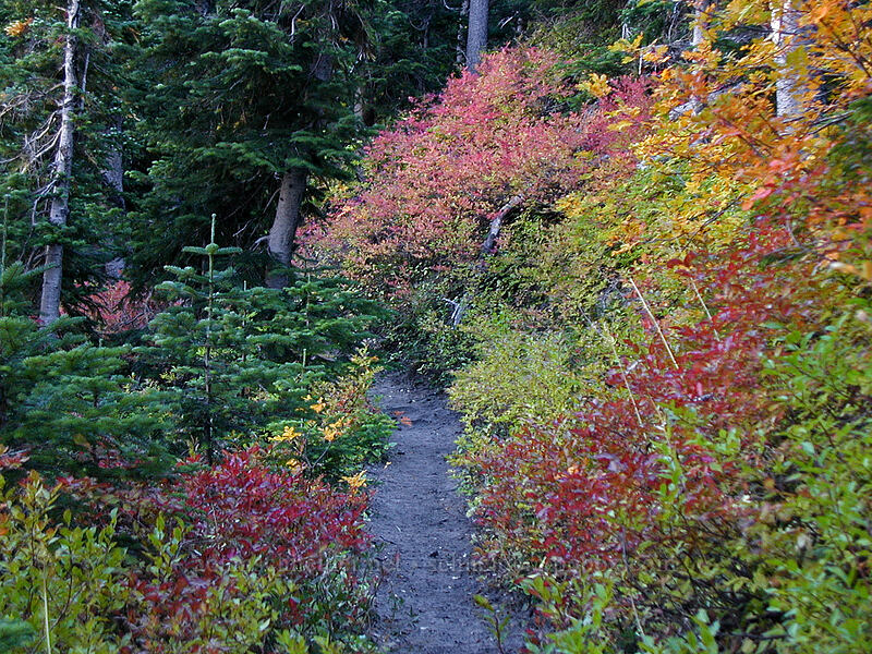 fall colors [Newton Creek Trail, Mt. Hood Wilderness, Hood River County, Oregon]
