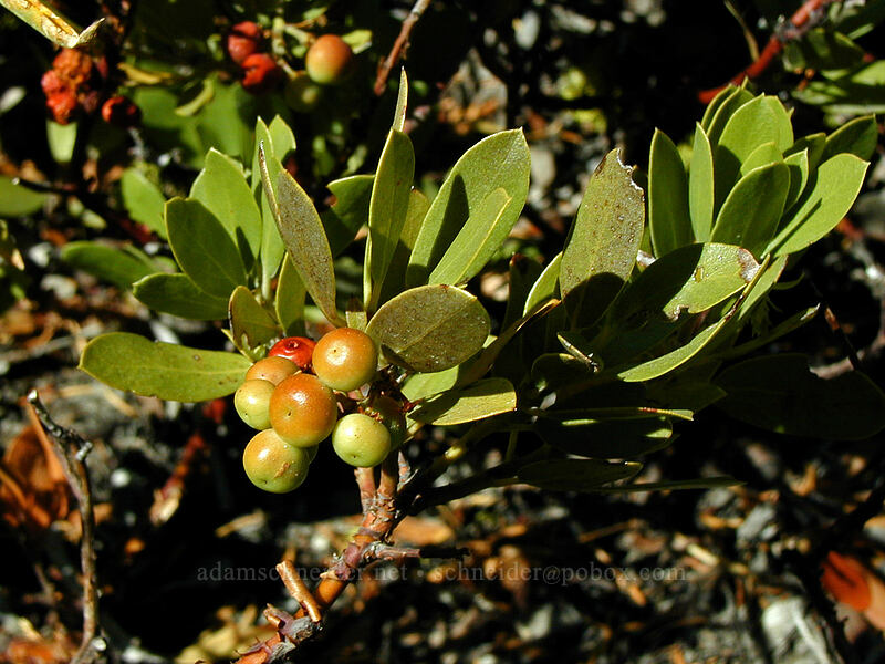 pine-mat manzanita berries (Arctostaphylos nevadensis) [Newton Creek Trail, Mt. Hood Wilderness, Hood River County, Oregon]