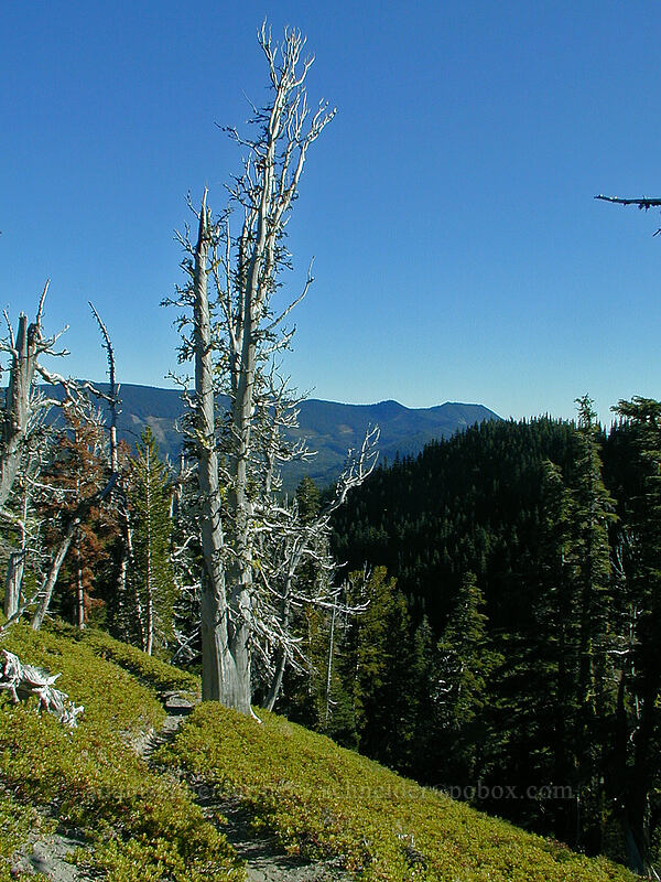 dead fir trees [Newton Creek Trail, Mt. Hood Wilderness, Hood River County, Oregon]