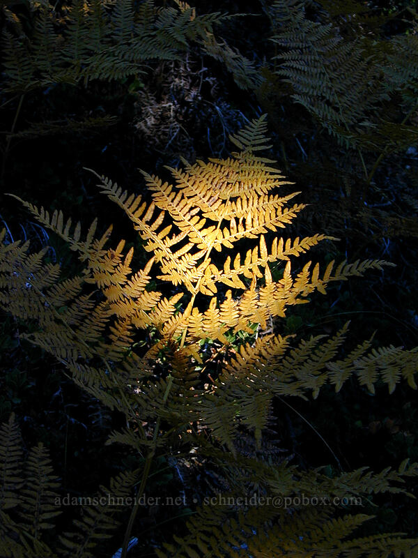 autumn fern [Newton Creek Trail, Mt. Hood Wilderness, Hood River County, Oregon]