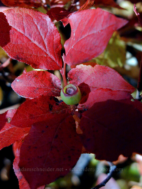unripe huckleberry (Vaccinium sp.) [Elk Meadows Trail, Mt. Hood Wilderness, Hood River County, Oregon]