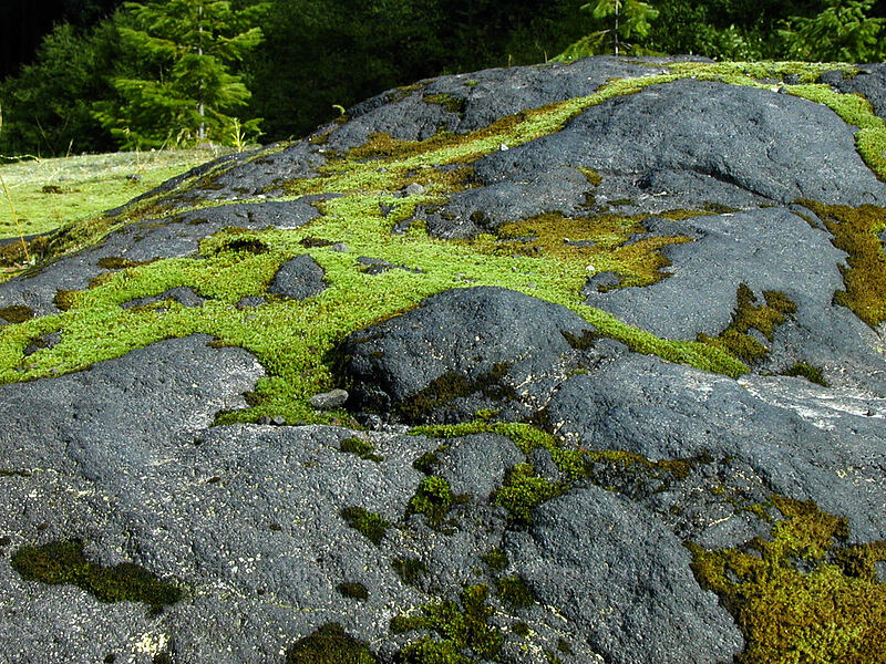 moss patterns on basalt [Lava Canyon Trail, Mt. St. Helens N.V.M., Skamania County, Washington]