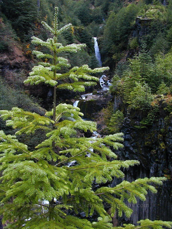 young Douglas fir & waterfalls (Pseudotsuga menziesii) [