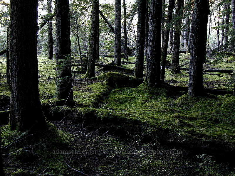 trees and mossy ground [Lava Canyon Trail, Mt. St. Helens N.V.M., Skamania County, Washington]