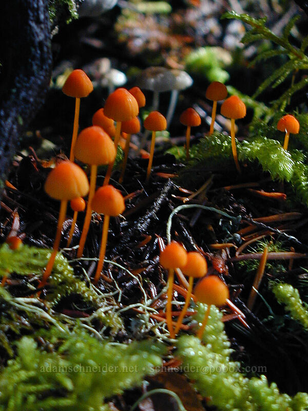 orange bonnet mushrooms & moss (Mycena aurantiidisca) [Lava Canyon Trail, Mt. St. Helens N.V.M., Skamania County, Washington]