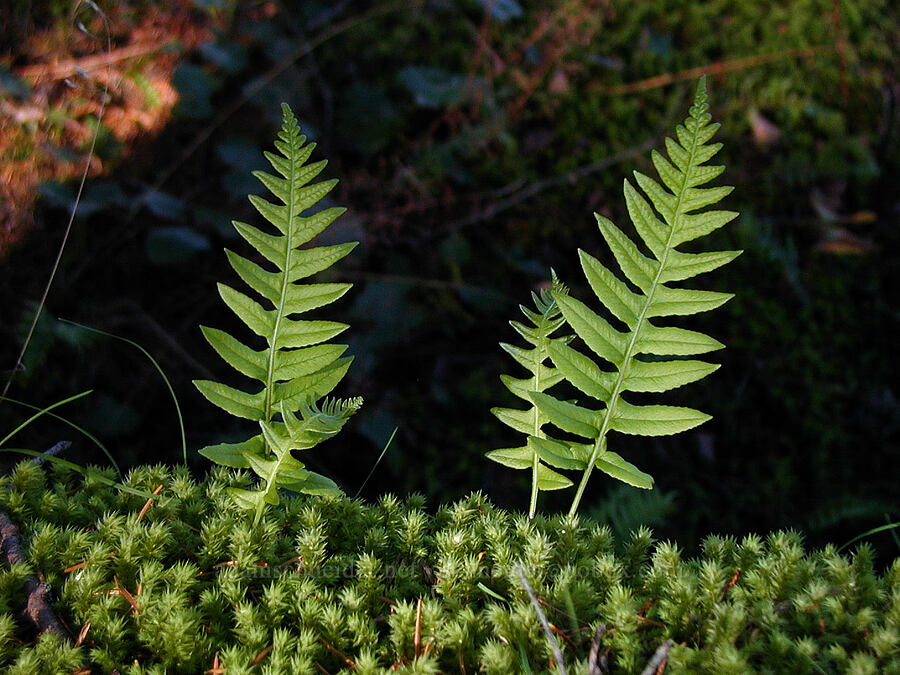 polypody ferns and moss (Polypodium sp.) [Ruckel Ridge Trail, Columbia River Gorge, Hood River County, Oregon]