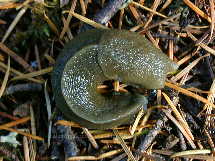 banana slug (Ariolimax columbianus) [Ruckel Ridge Trail, Columbia River Gorge, Hood River County, Oregon]