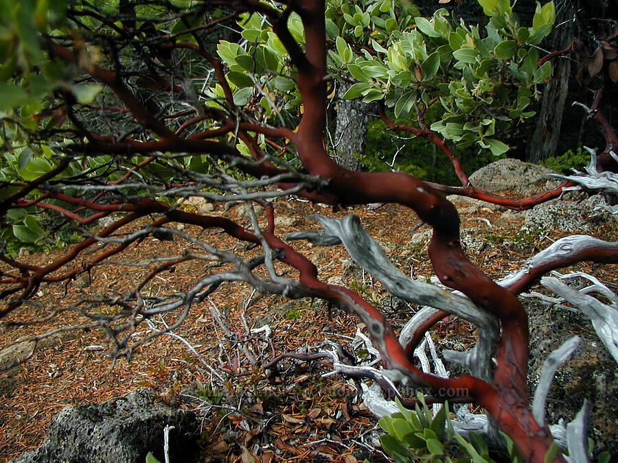 manzanita (Arctostaphylos sp.) [Ruckel Ridge Trail, Columbia River Gorge, Hood River County, Oregon]
