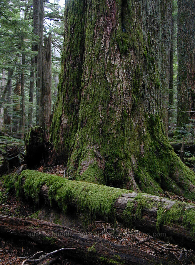 mossy log & big Douglas-fir [Ruckel Ridge Trail, Columbia River Gorge, Hood River County, Oregon]