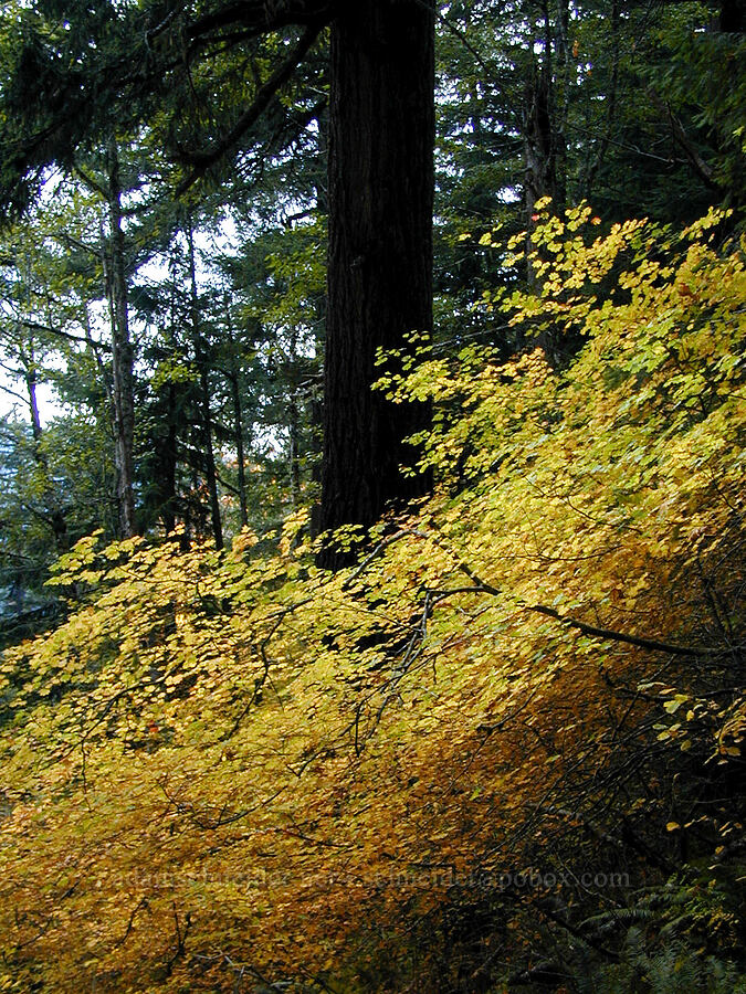 vine maple leaves (Acer circinatum) [Ruckel Creek Trail, Columbia River Gorge, Hood River County, Oregon]