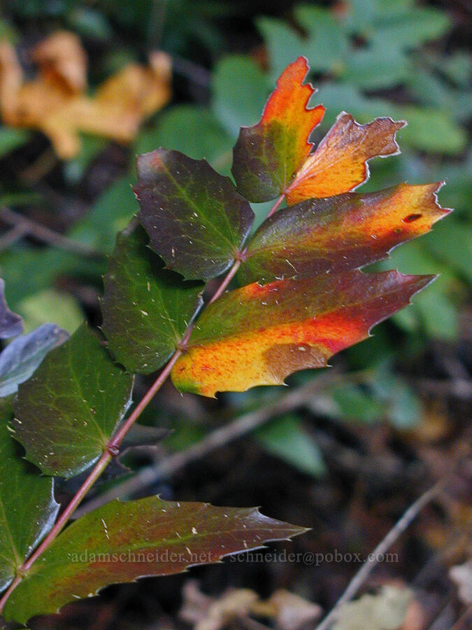 Cascade Oregon-grape (Mahonia nervosa (Berberis nervosa)) [Ruckel Creek Trail, Columbia River Gorge, Hood River County, Oregon]