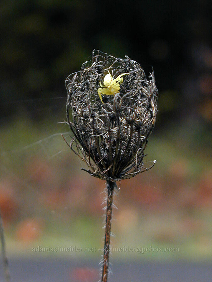 Queen Anne's lace & crab spider (Daucus carota, Misumena vatia) [Old Gorge Highway, Columbia River Gorge, Hood River County, Oregon]