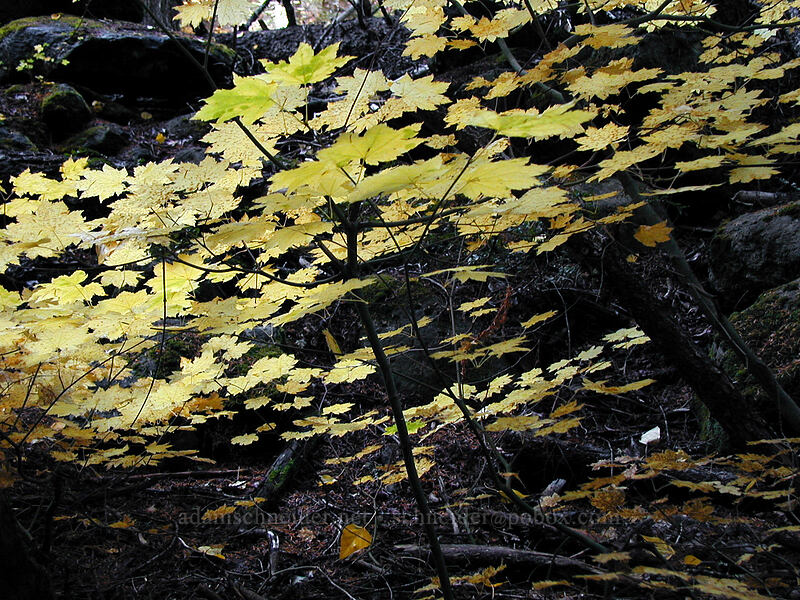 vine maple leaves (Acer circinatum) [Tamanawas Falls Trail, Mt. Hood National Forest, Hood River County, Oregon]