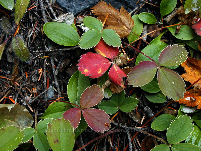strawberry leaves (Fragaria virginiana) [Tamanawas Falls Trail, Mt. Hood National Forest, Hood River County, Oregon]