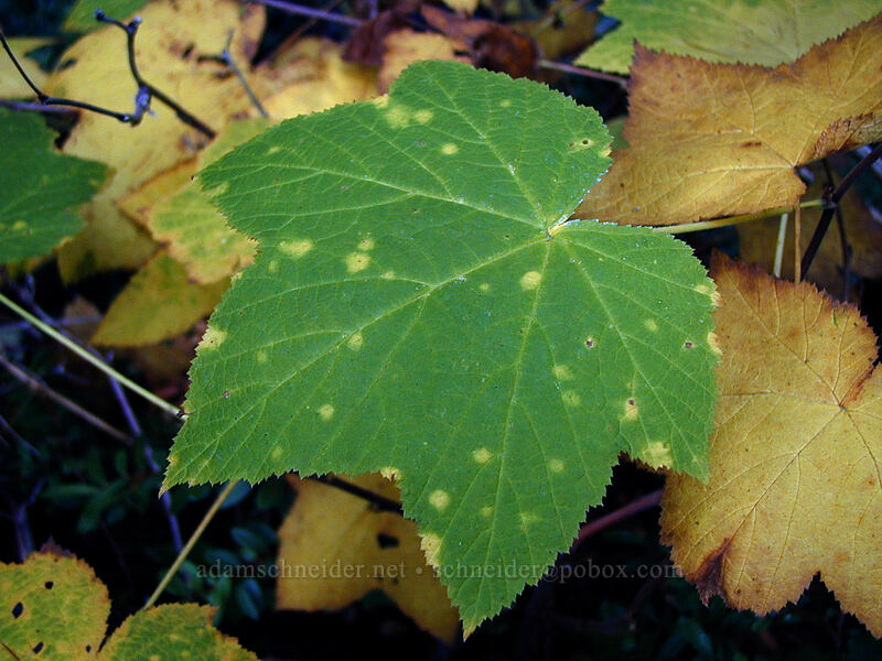 thimbleberry leaf (Rubus parviflorus) [Elk Meadows Trail, Mt. Hood National Forest, Hood River County, Oregon]