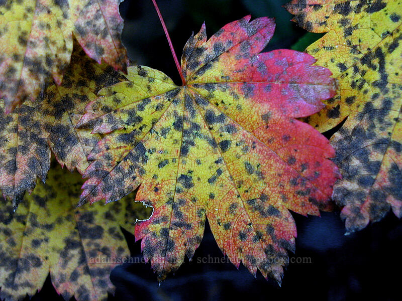 vine maple leaves (Acer circinatum) [Elk Meadows Trail, Mt. Hood National Forest, Hood River County, Oregon]