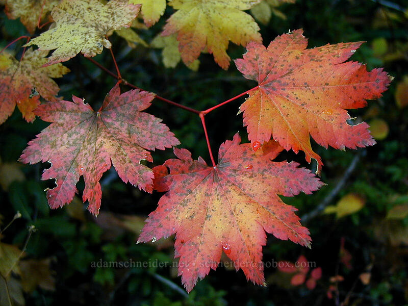 vine maple leaves (Acer circinatum) [Elk Meadows Trail, Mt. Hood National Forest, Hood River County, Oregon]