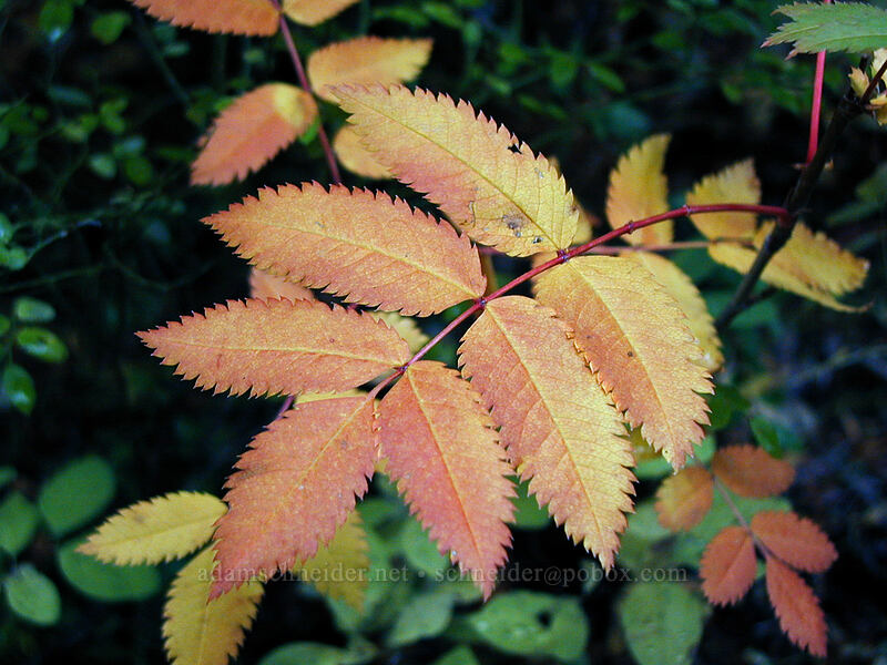 mountain ash leaves (Sorbus scopulina) [East Fork Trail, Mt. Hood National Forest, Hood River County, Oregon]