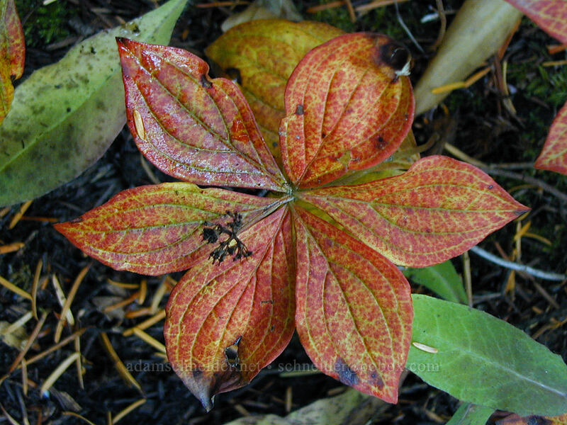 bunchberry leaves (Cornus unalaschkensis (Cornus canadensis)) [East Fork Trail, Mt. Hood National Forest, Hood River County, Oregon]