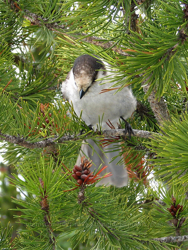 gray jay (Perisoreus canadensis) [Ghost Ridge, Mt. Hood National Forest, Clackamas County, Oregon]