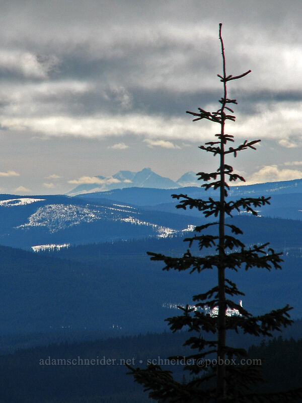 Three Sisters & fir tree (Abies sp.) [Ghost Ridge, Mt. Hood National Forest, Clackamas County, Oregon]