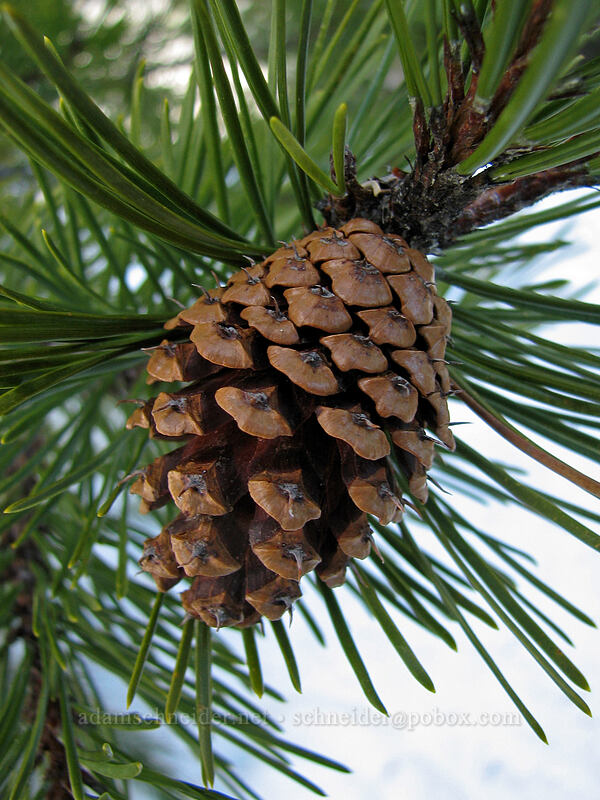 lodgepole pine cone (Pinus contorta ssp. murrayana) [Ghost Ridge, Mt. Hood National Forest, Hood River County, Oregon]