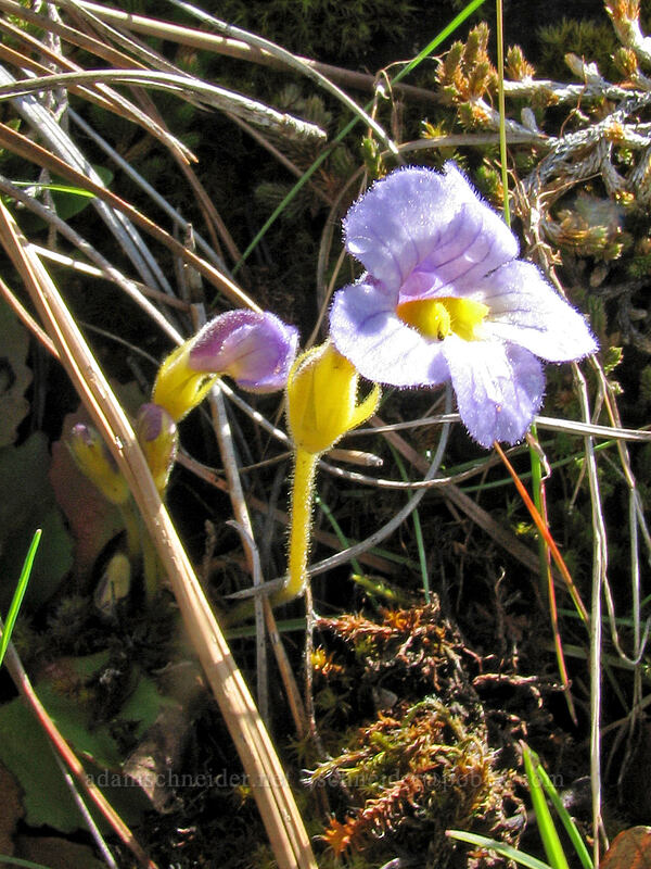 naked broomrape (Aphyllon purpureum (Orobanche uniflora)) [Catherine Creek, Columbia River Gorge, Klickitat County, Washington]