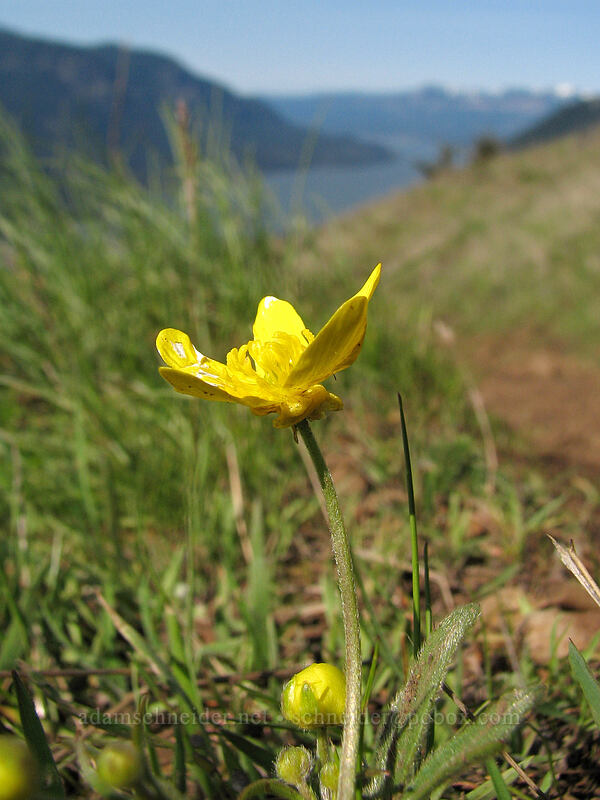 western buttercup (Ranunculus occidentalis) [Dog Mountain Trail, Columbia River Gorge, Skamania County, Washington]