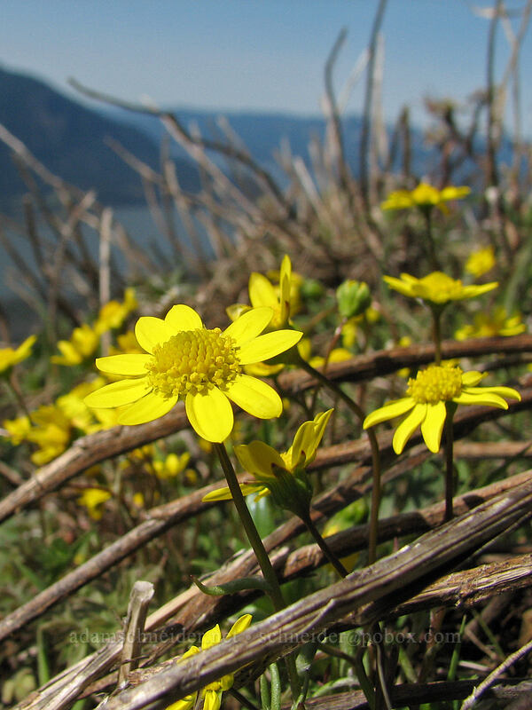 gold stars (Crocidium multicaule) [Dog Mountain Trail, Columbia River Gorge, Skamania County, Washington]