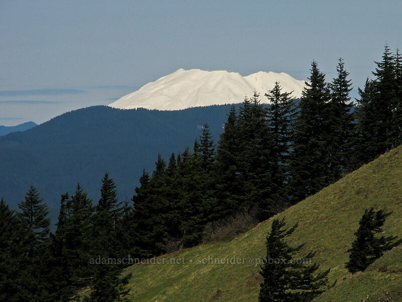 Mount St. Helens (40 miles away) [Dog Mountain Trail, Columbia River Gorge, Skamania County, Washington]