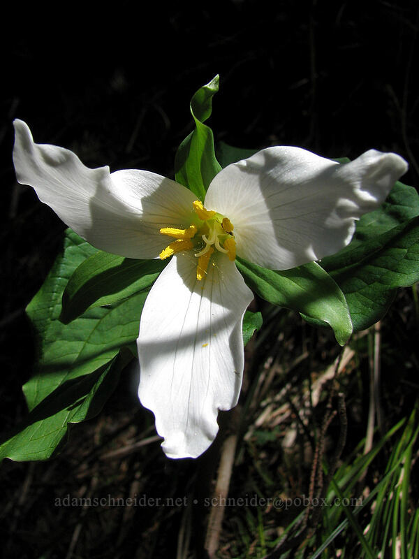 western trillium (Trillium ovatum) [Augspurger Trail, Columbia River Gorge, Skamania County, Washington]