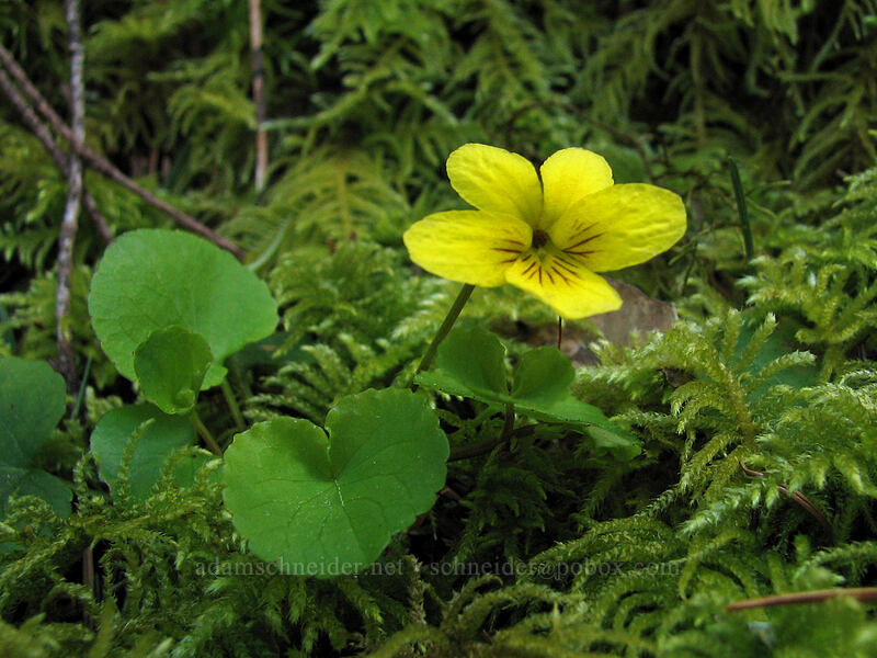 round-leaf or evergreen violet, & moss (Viola sp.) [Augspurger Trail, Columbia River Gorge, Skamania County, Washington]