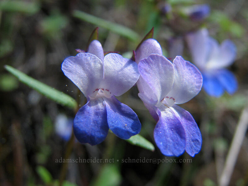 small-flowered blue-eyed Mary (Collinsia parviflora) [Augspurger Trail, Columbia River Gorge, Skamania County, Washington]