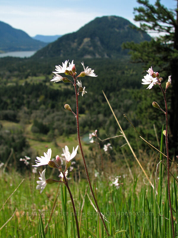 prairie stars & Wind Mountain (Lithophragma parviflorum) [Augspurger Trail, Columbia River Gorge, Skamania County, Washington]
